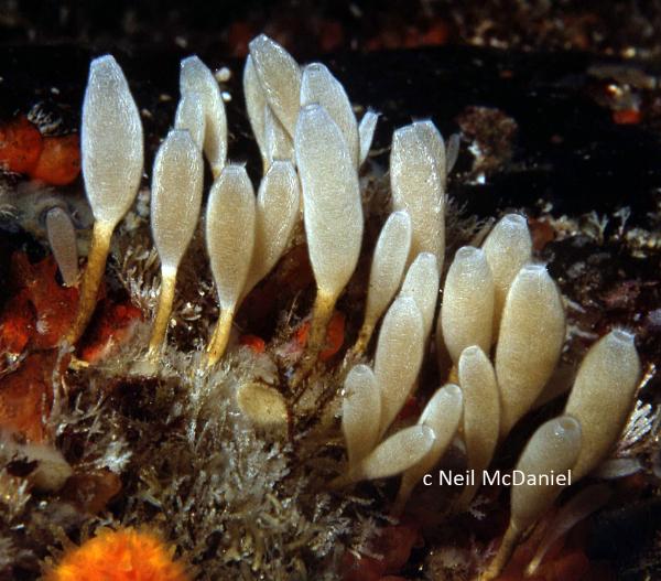 Photo of Leucilla nuttingi by <a href="http://www.seastarsofthepacificnorthwest.info/">Neil McDaniel</a>